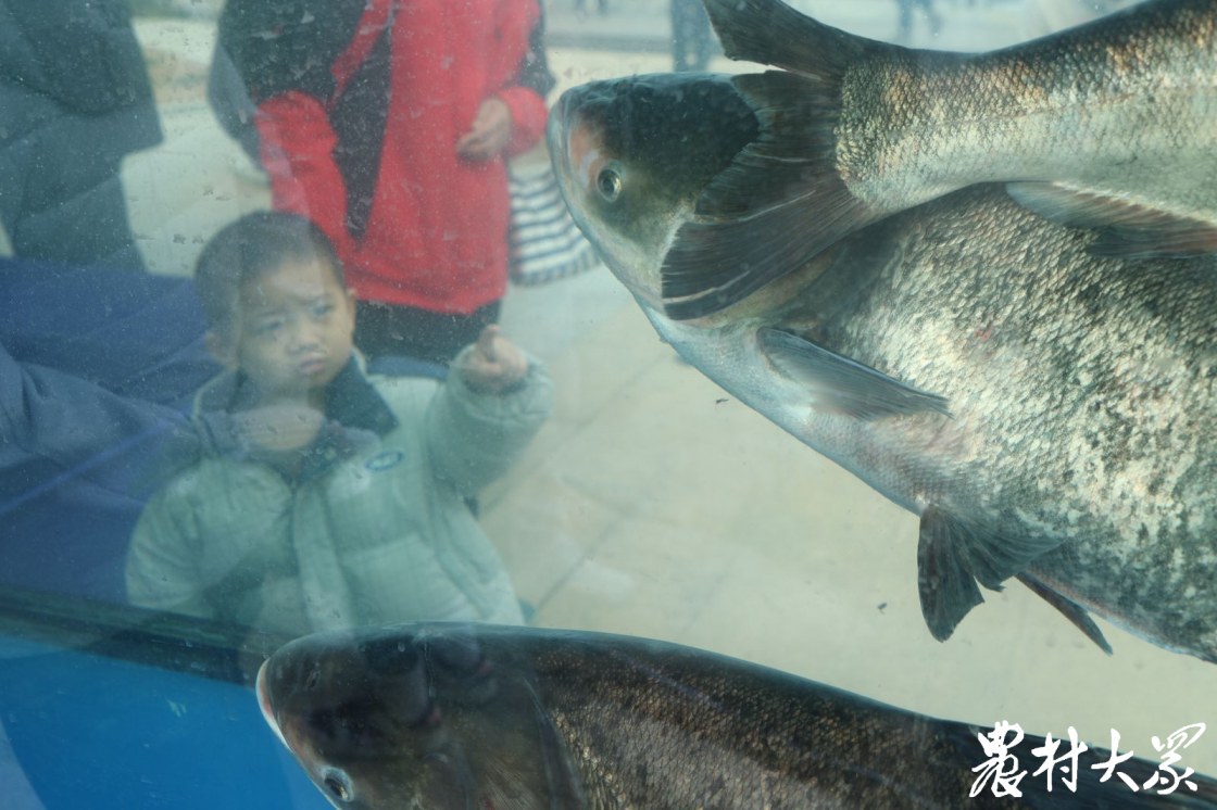 小朋友被活动现场巨大的水库鱼所吸引