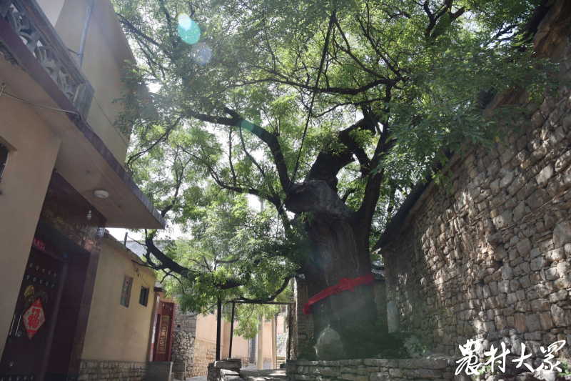 黑龙峪村古槐树之一。（资料照片）