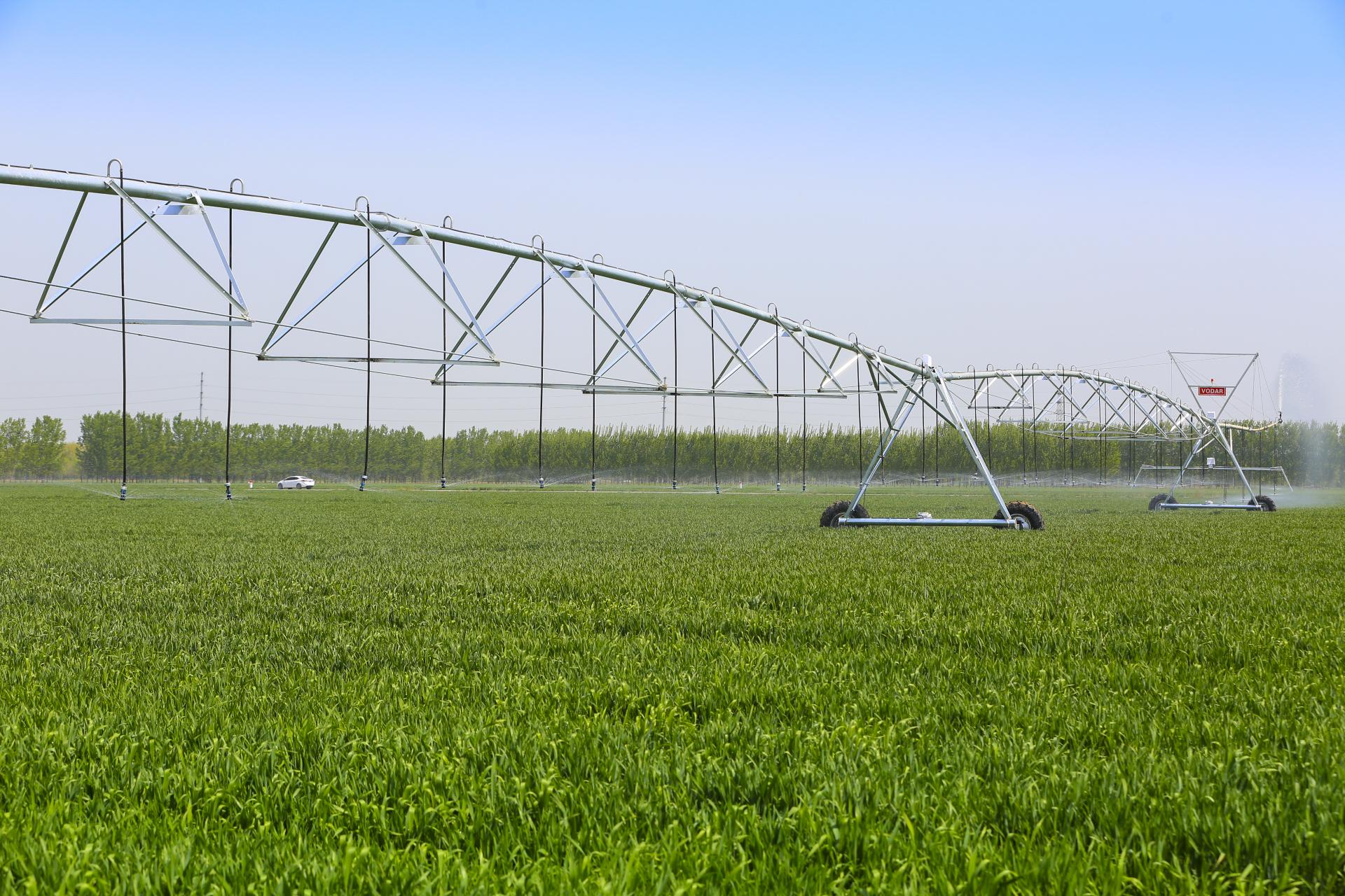 建设项目区的麦田里,几台大型指针式喷灌机正在对小麦进行喷灌作业