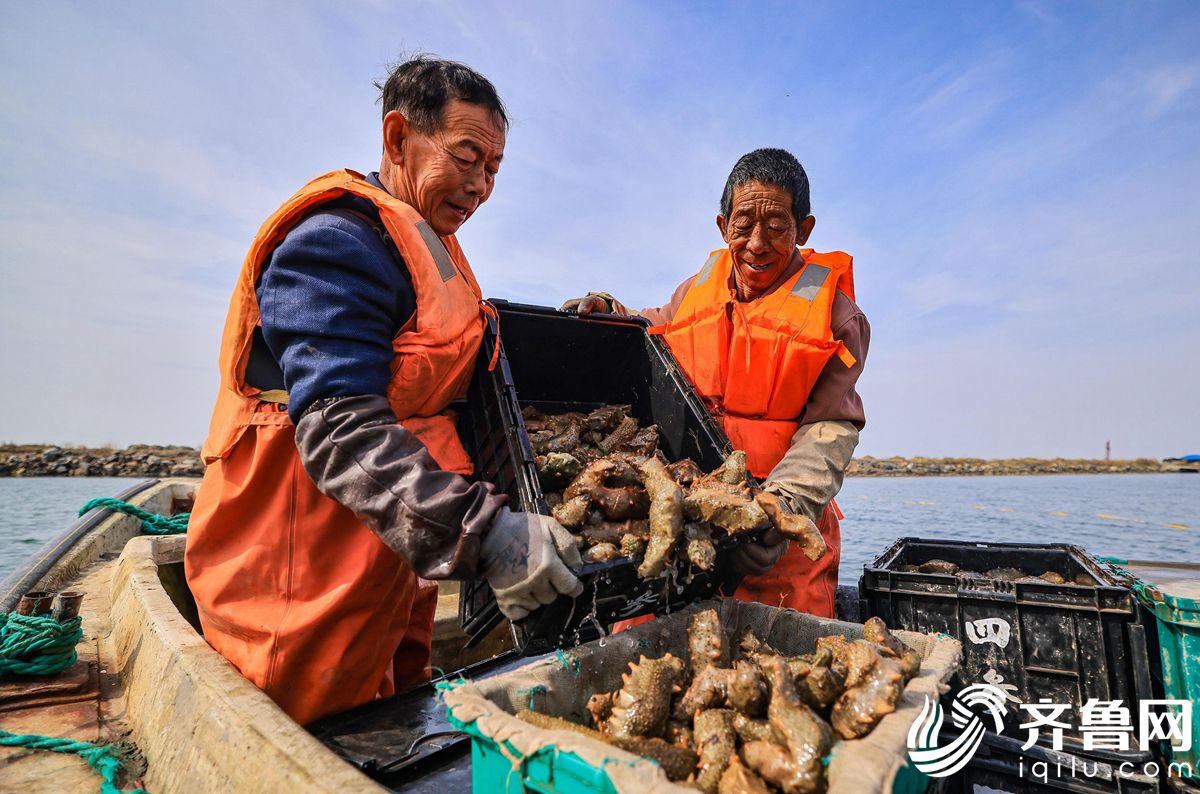 荣成市虎山镇天海湾海参养殖区,海参采捕者"海猛子"忙碌地捕捞海参