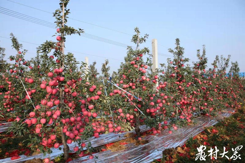 龙富短枝苹果,第五年进入盛果期.
