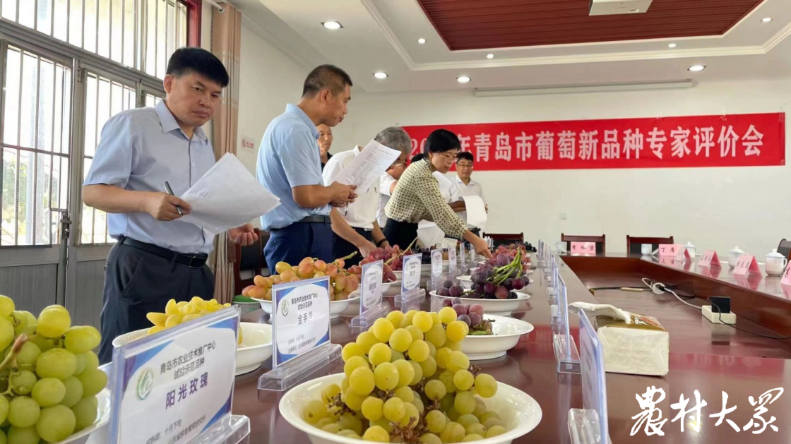 红玫瑰葡萄种植技术视频